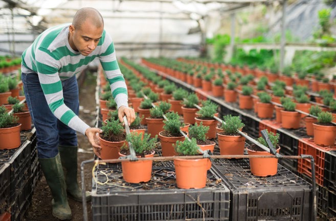 A person watering plants in a greenhouse.